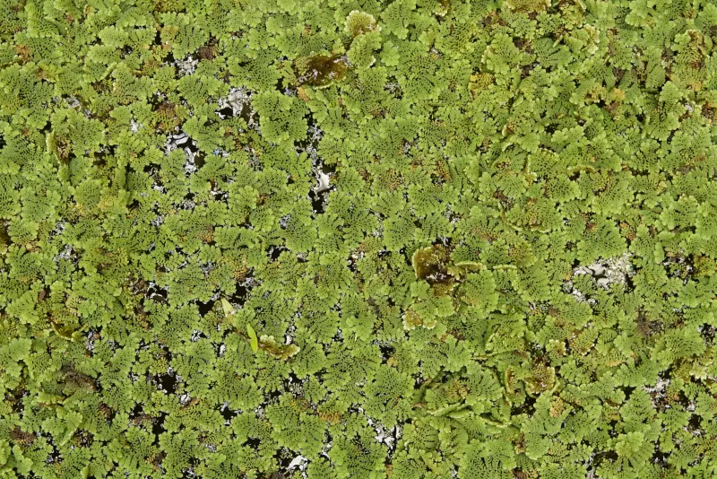 Azolla caroliniana