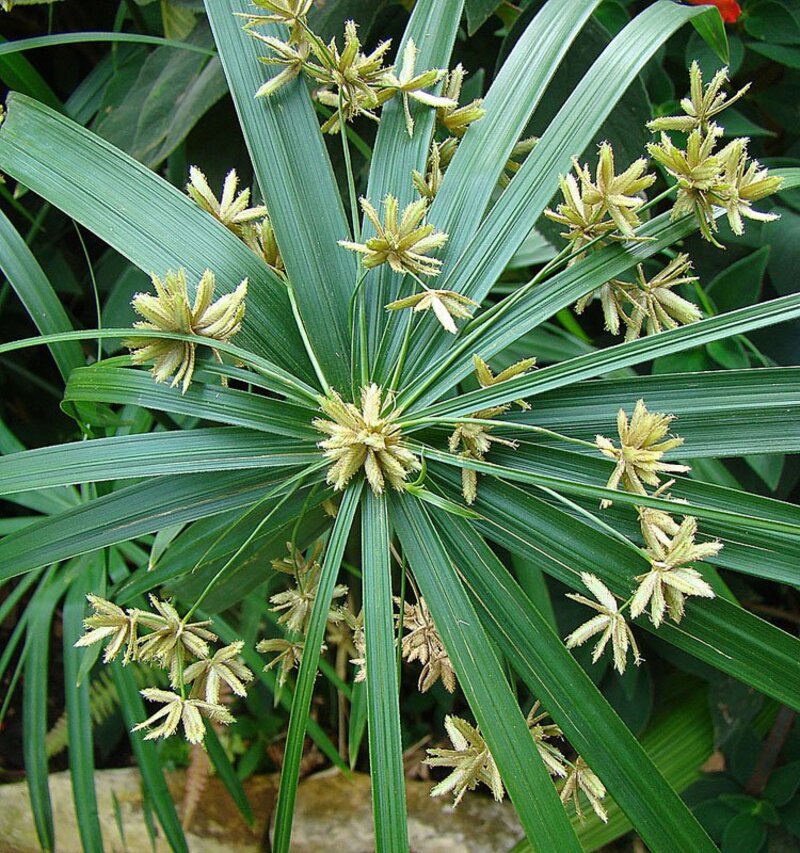 Cyperus alternifolius