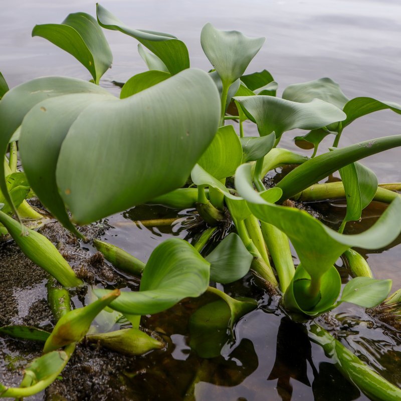 Eichhornia crassipes