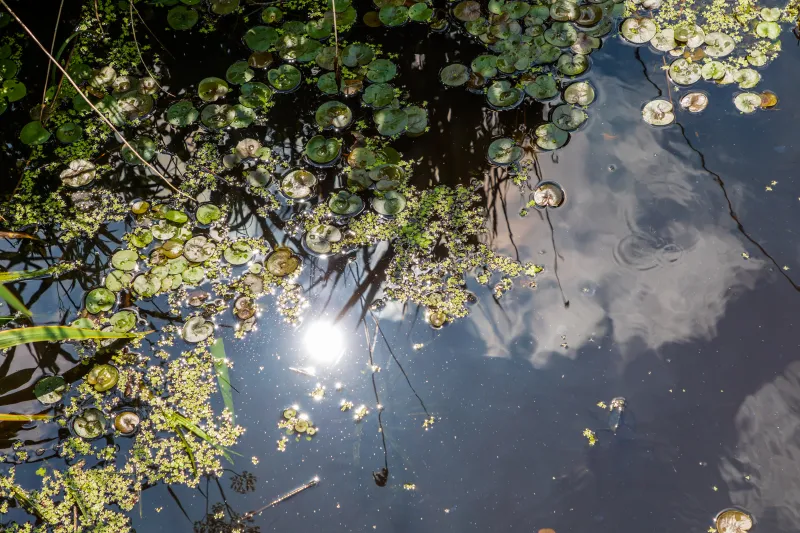 Hydrocharis morsus-ranae