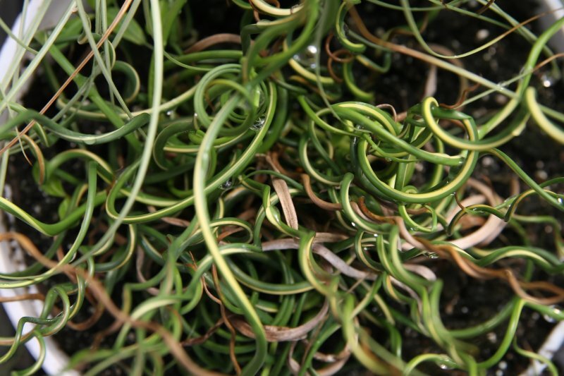 Juncus effusus 'Spiralis'