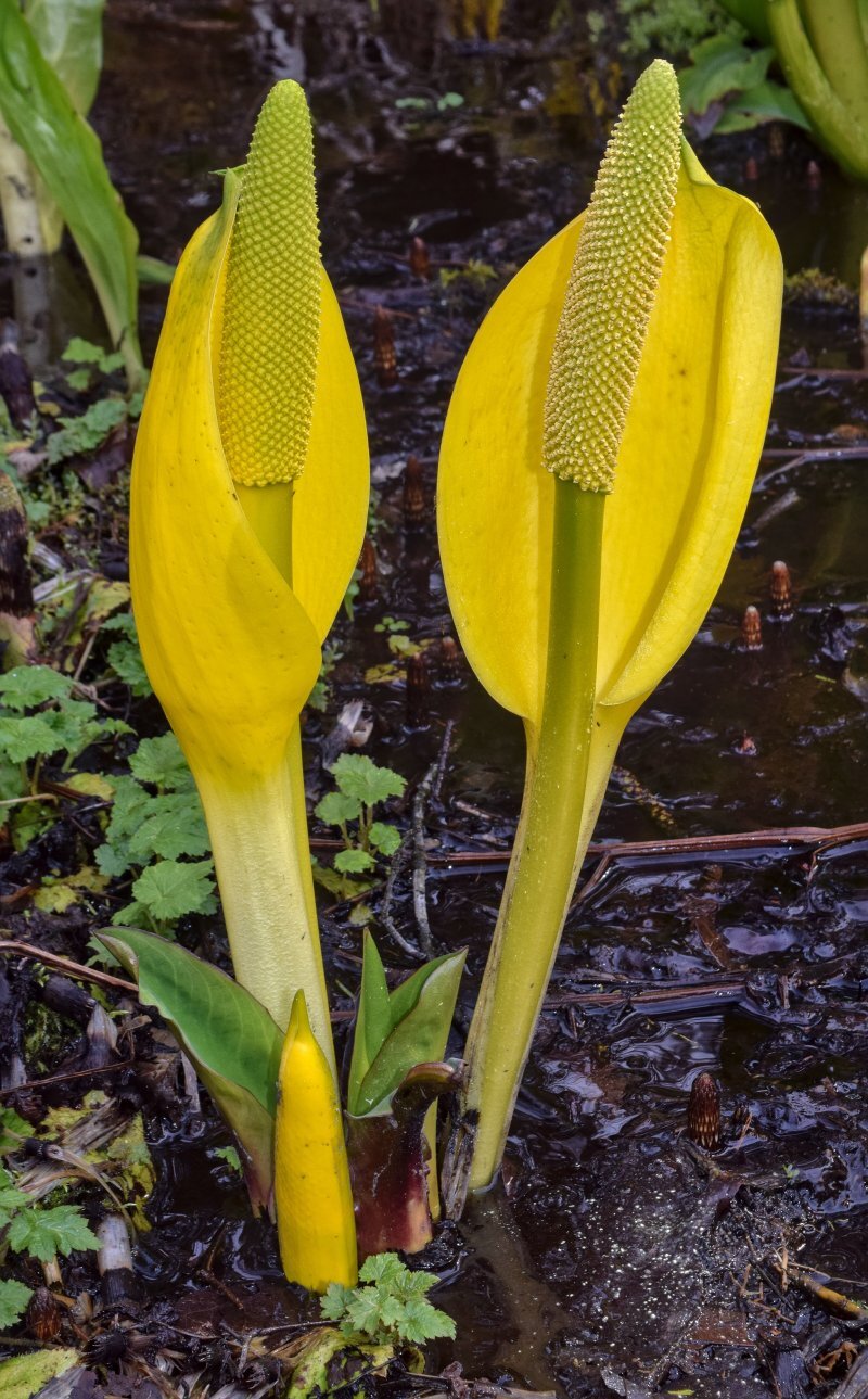 Lysichiton americanus