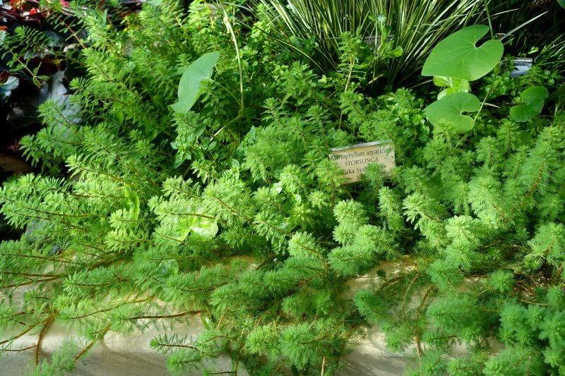 Myriophyllum aquaticum