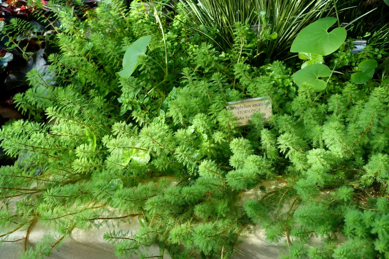 Myriophyllum aquaticum
