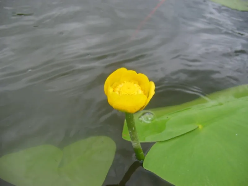 Nuphar lutea