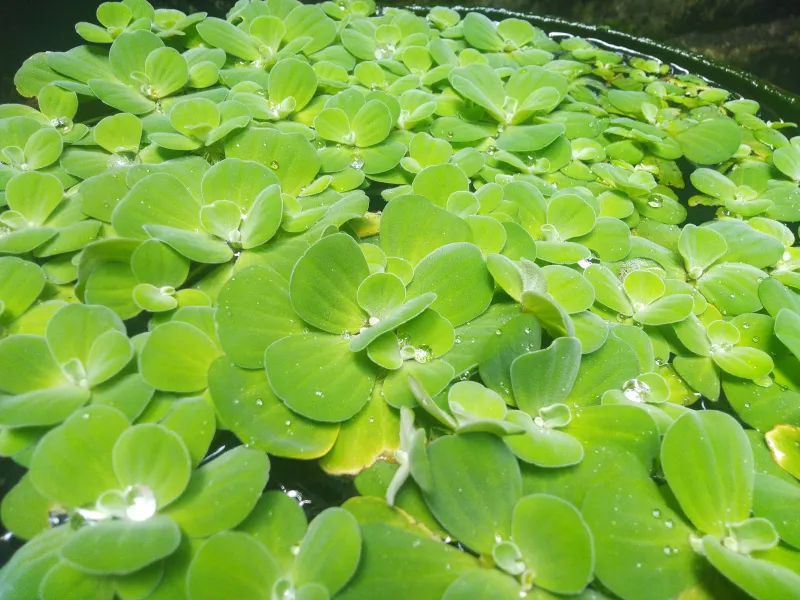 Pistia stratiotes