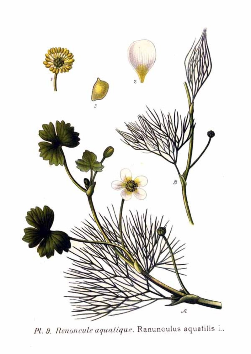 Ranunculus aquatilis
