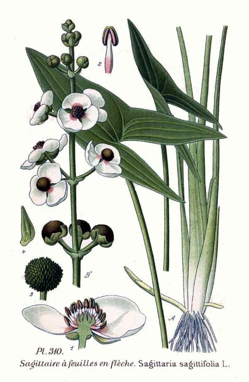 Sagittaria sagittifolia