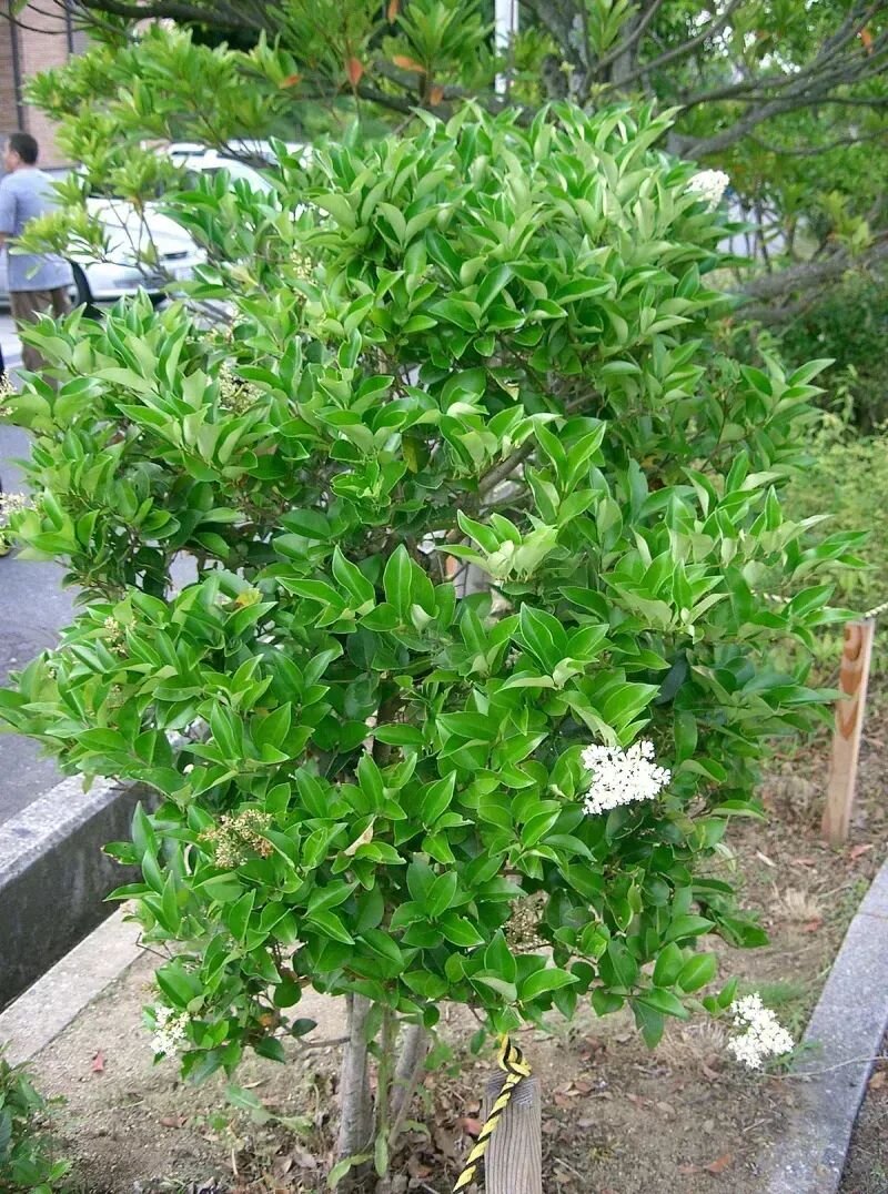 Ligustrum japonicum 'Texanum'