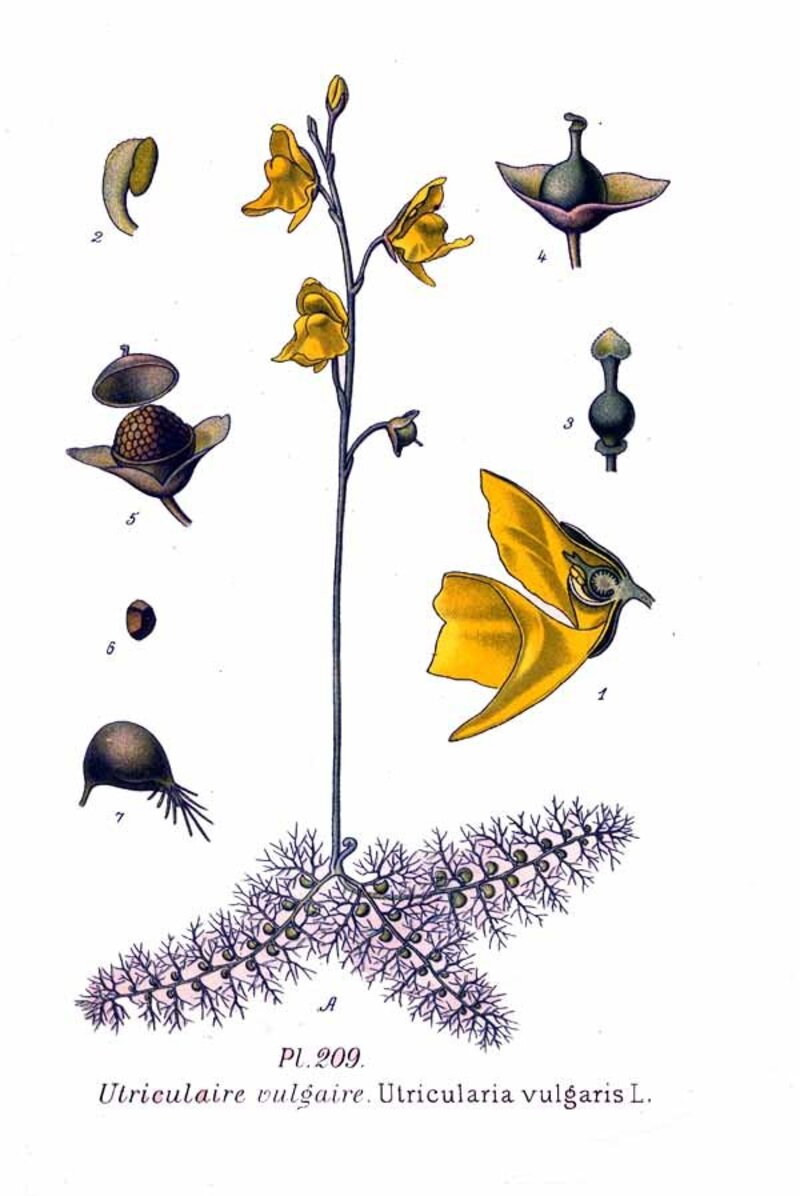 Utricularia vulgaris