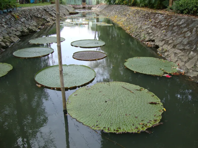 Victoria amazonica