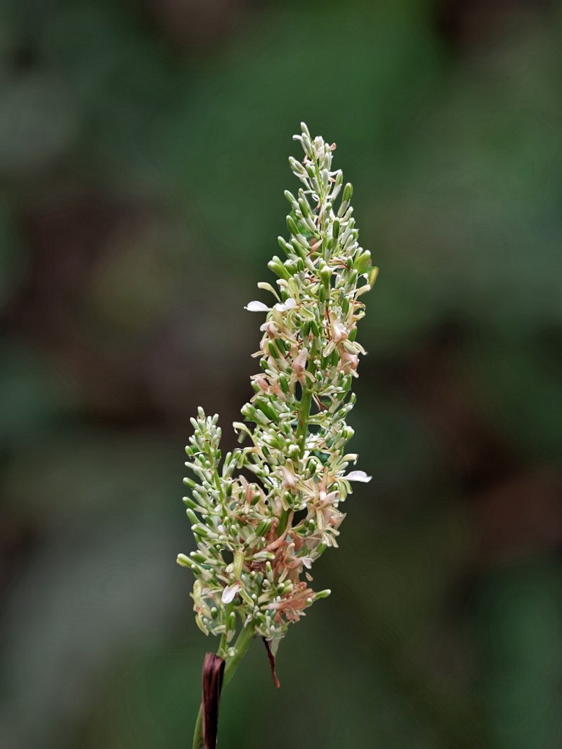 Alpinia galanga, Alpinia officinarum