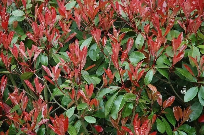 Photinia x fraseri