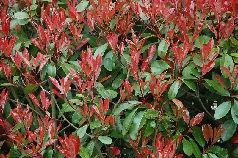 Photinia x fraseri