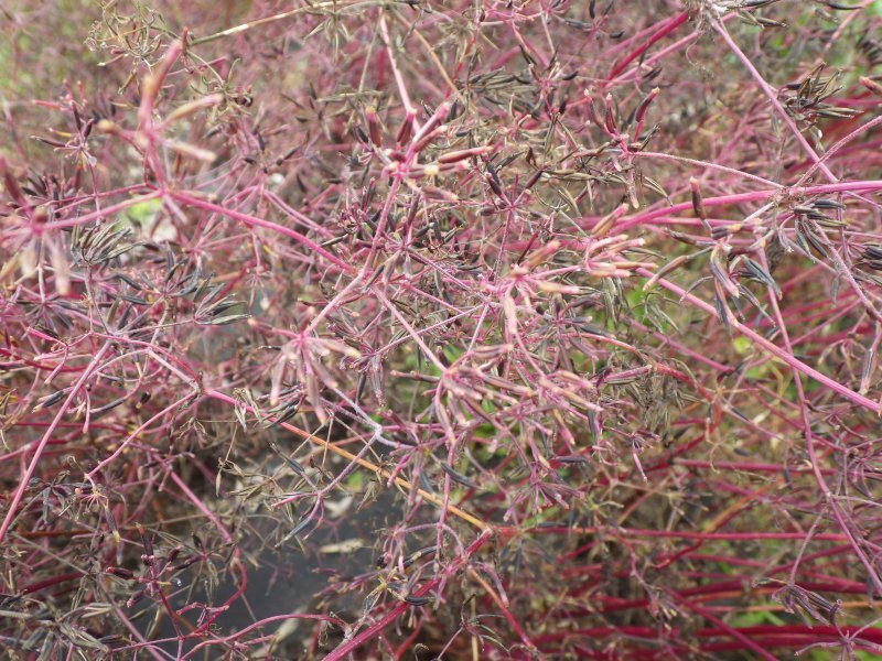 Anthriscus cerefolium