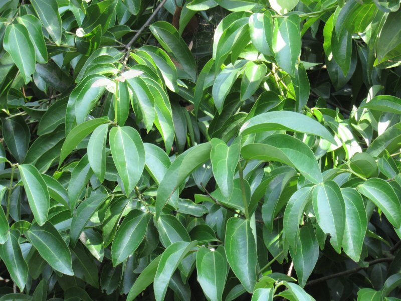 Cinnamomum zeylanicum