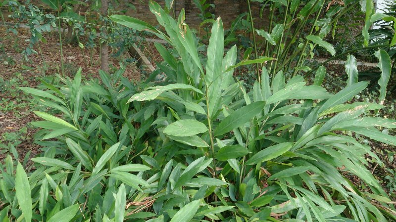 Elettaria cardamomum