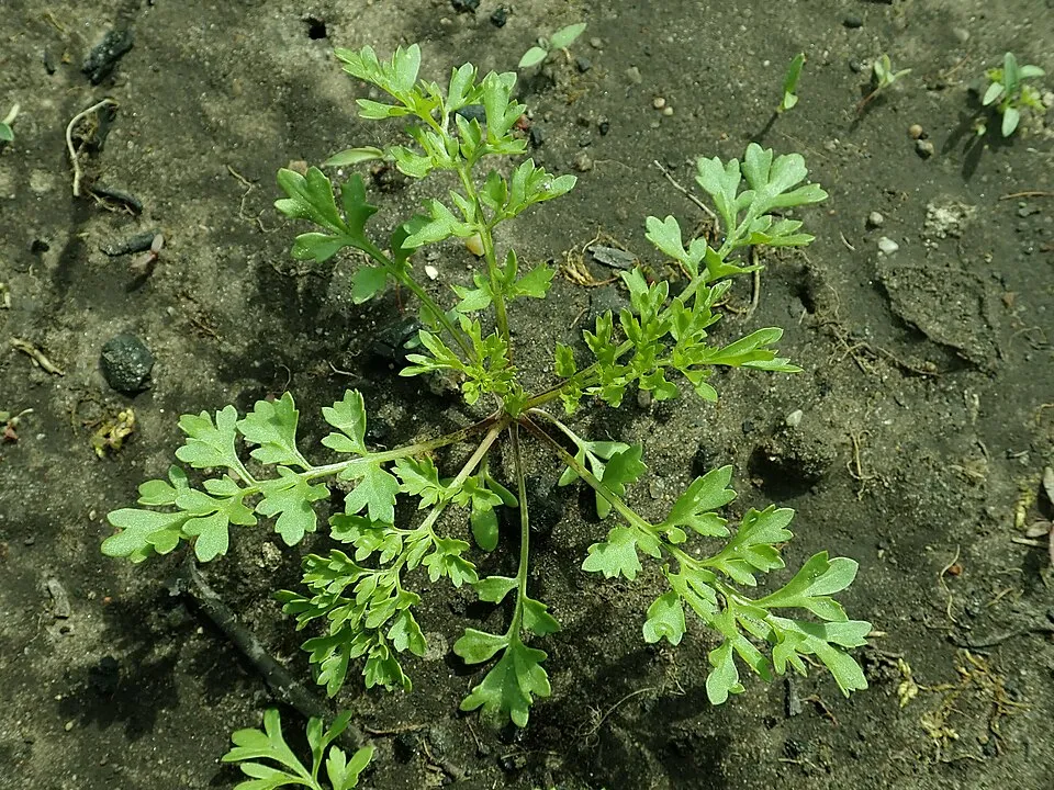 Lepidium sativum