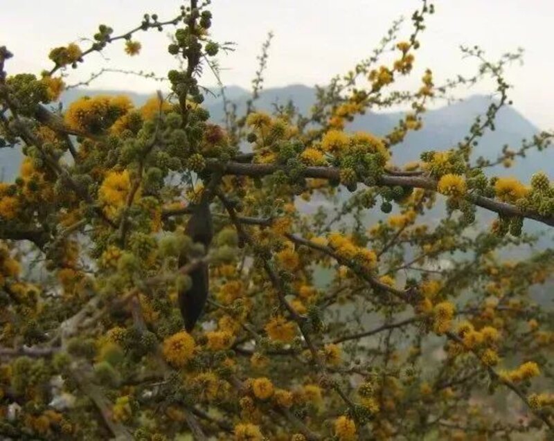 Vachellia caven
