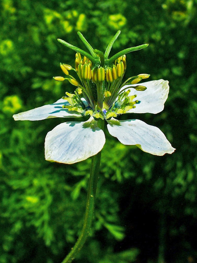 Nigella sativa