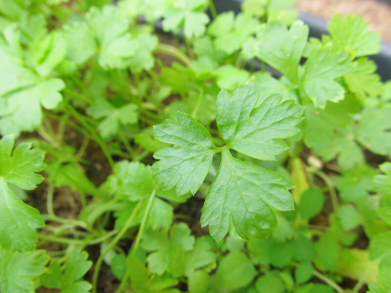 Petroselinum hortense, Petroselinum crispum