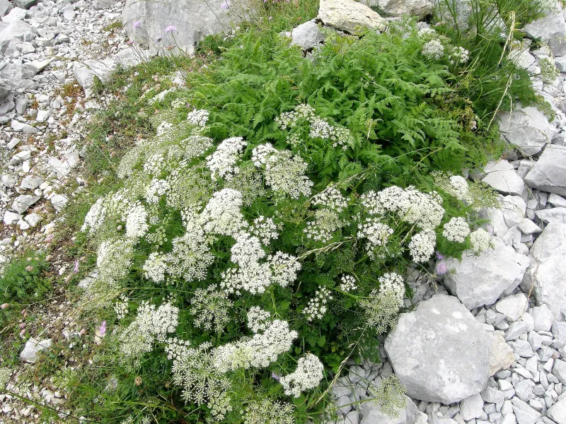 Pimpinella anisum