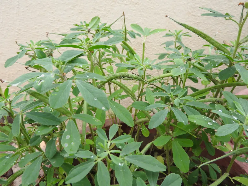 Trigonella foenum-graecum