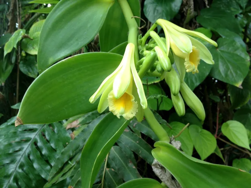 Vanilla planifolia, Vanilla pompona, Vanilla tahitensis