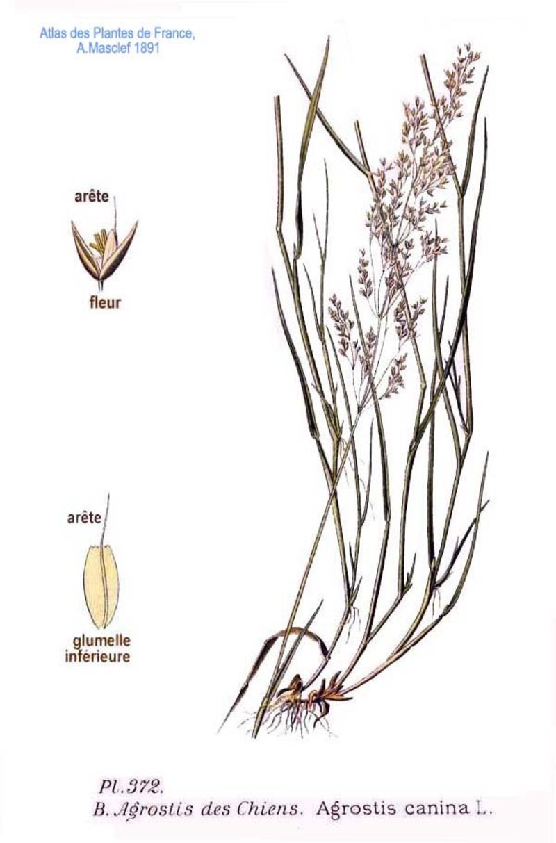 Agrostis canina