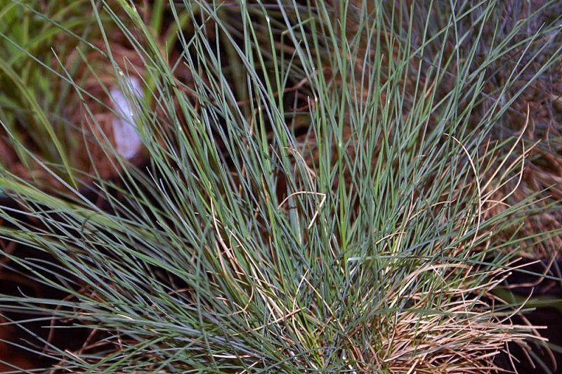Festuca ovina