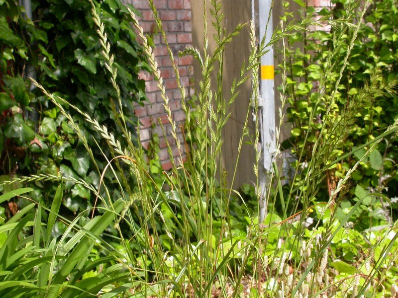 Lolium multiflorum