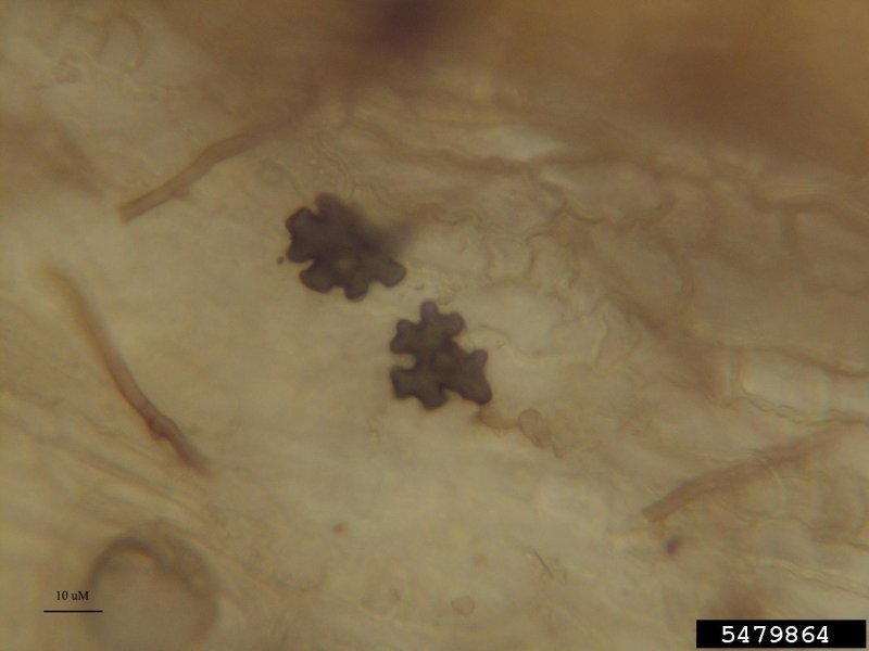 Stenotaphrum secundatum