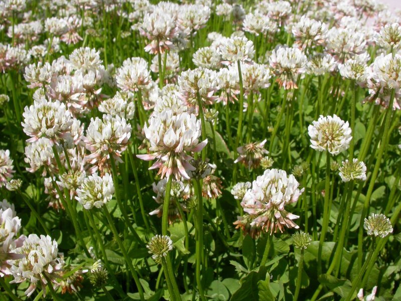 Trifolium repens