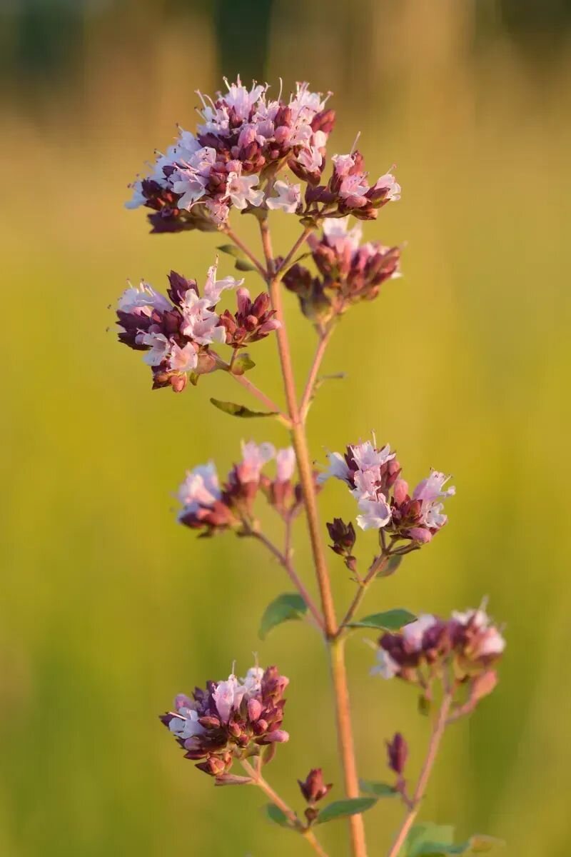 Origanum vulgare