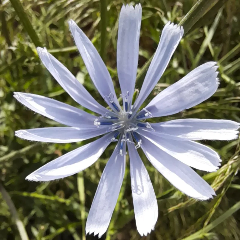 Cichorium endivia var. crispa