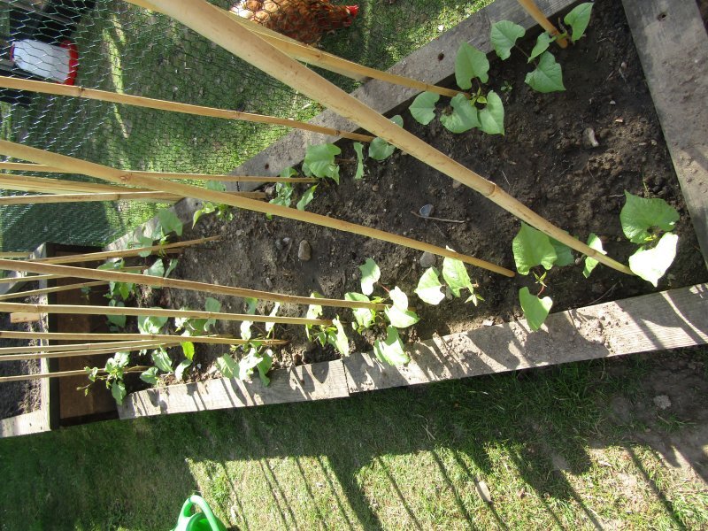 Phaseolus vulgaris var. vulgaris