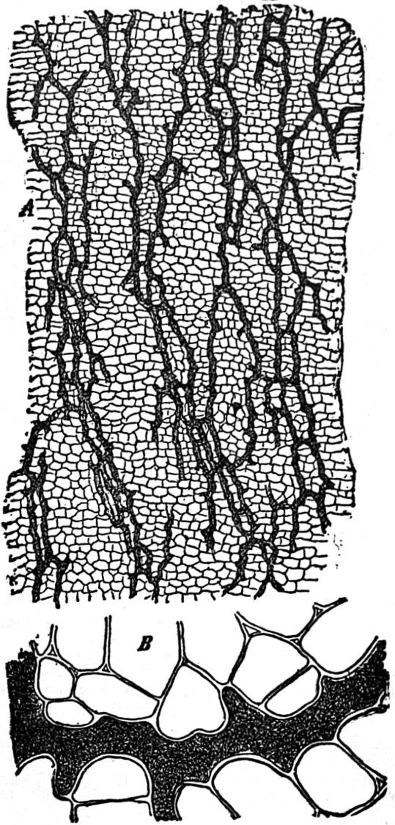 Scorzonera hispanica