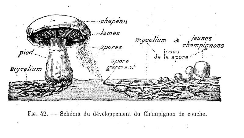 Agaricus bisporus