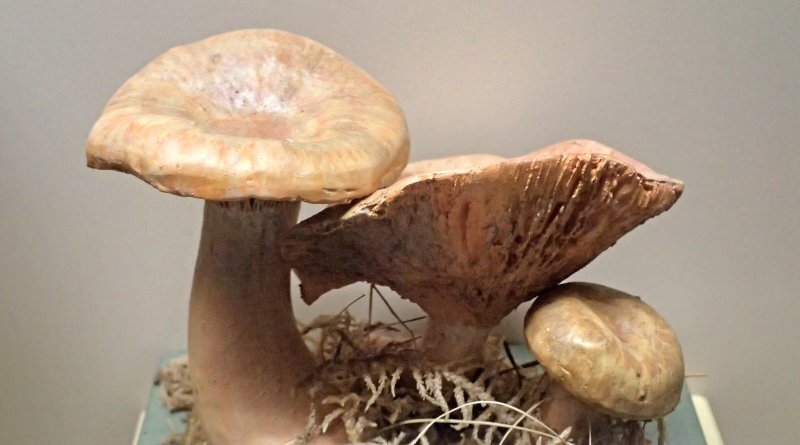 Lactarius deliciosus