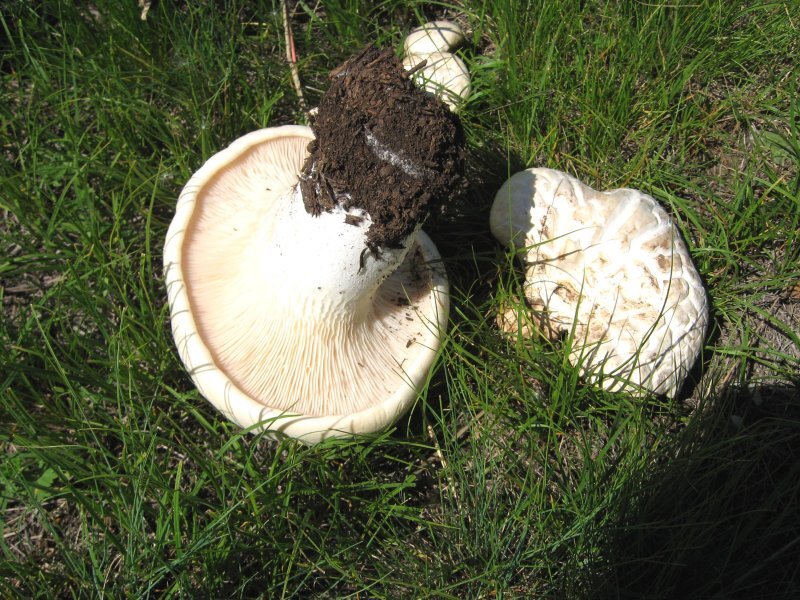 Pleurotus eryngii