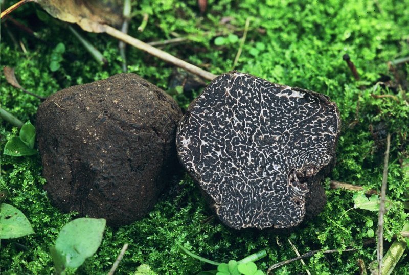 Tuber melanosporum, Tuber magnatum
