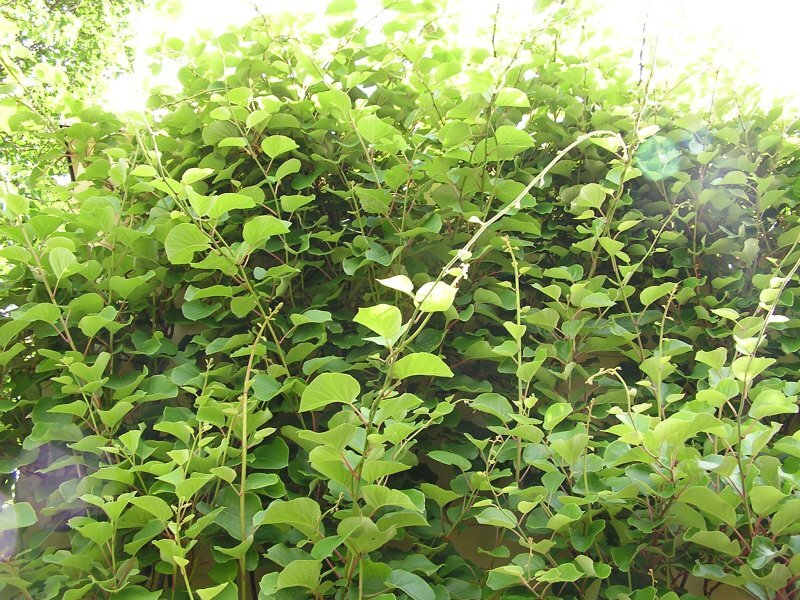 Actinidia chinensis