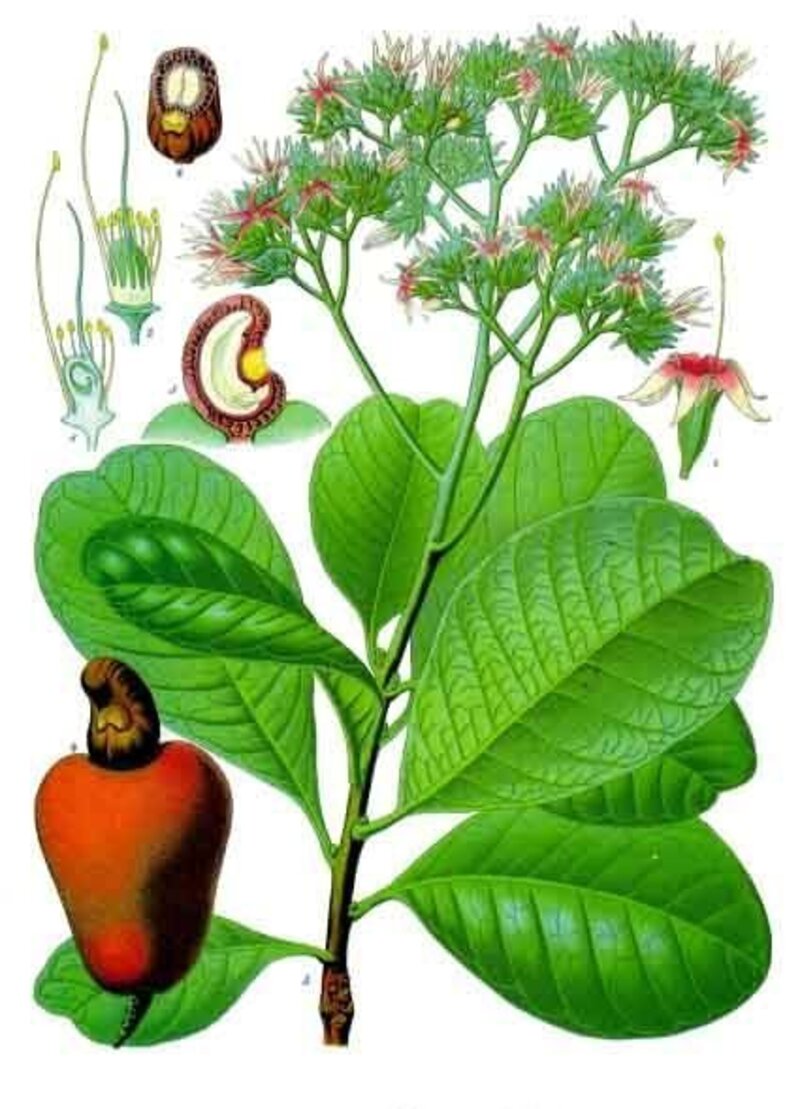 Anacardium occidentale
