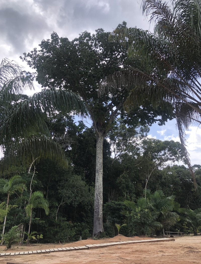 Bertholletia excelsa