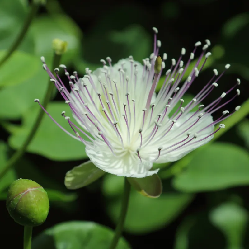 Capparis spinosa