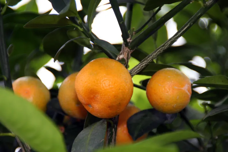 x Citrofortunella mitis