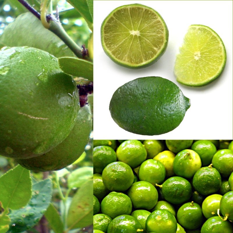 Citrus aurantifolia
