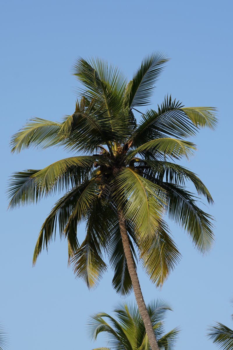 Cocos nucifera
