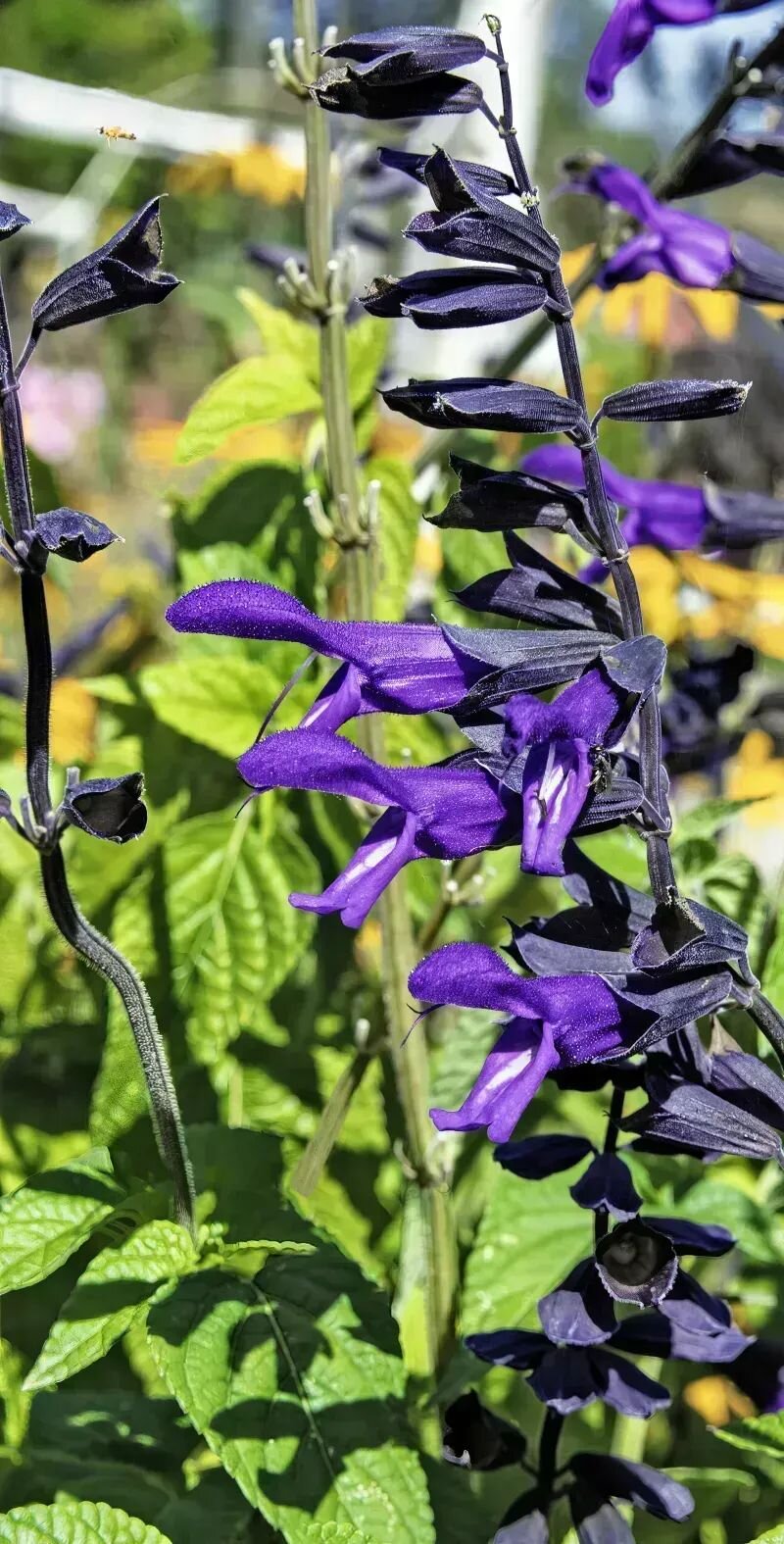 Salvia guaranitica
