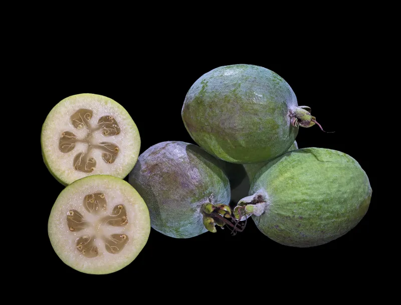 Feijoa sellowiana